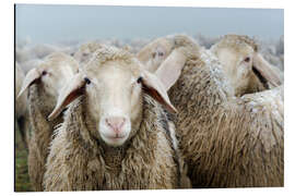 Magnettafel Schafherde