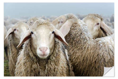 Vinilo para la pared Flock of sheep