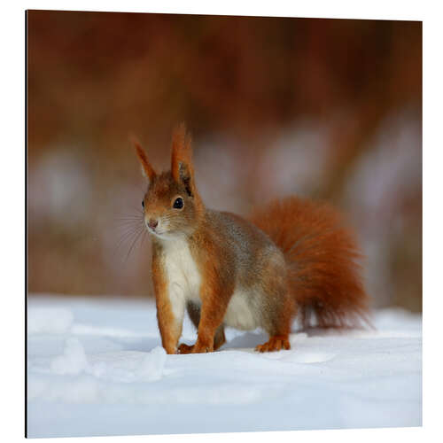 Aluminium print Squirrel