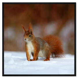 Gerahmter Kunstdruck Eichhörnchen