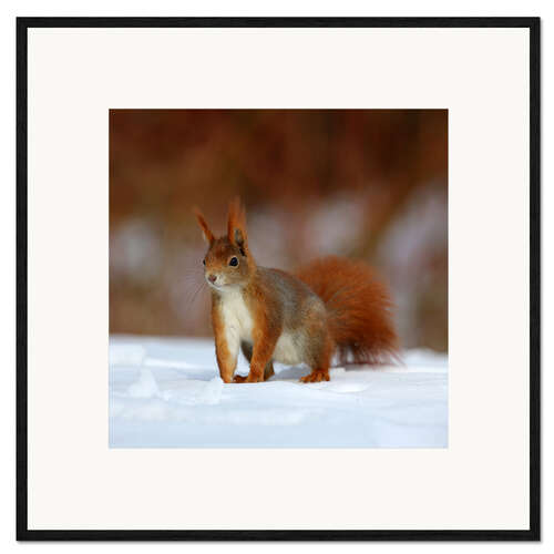 Impresión de arte enmarcada Squirrel