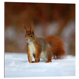 Gallery print Squirrel