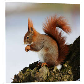 Aluminium print Squirrel