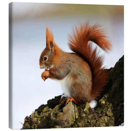 Canvas-taulu Squirrel