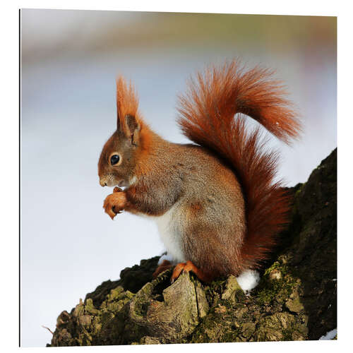 Gallery print Squirrel