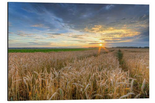 Aluminiumtavla Summer sunset in a cornfield