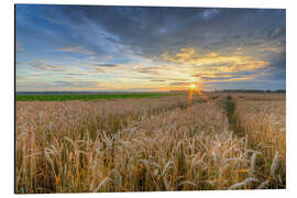 Cuadro de aluminio Summer sunset in a cornfield