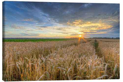 Canvas-taulu Summer sunset in a cornfield