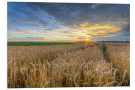 Foam board print Summer sunset in a cornfield