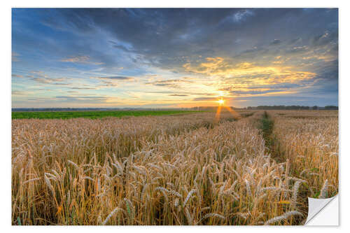 Selvklæbende plakat Summer sunset in a cornfield