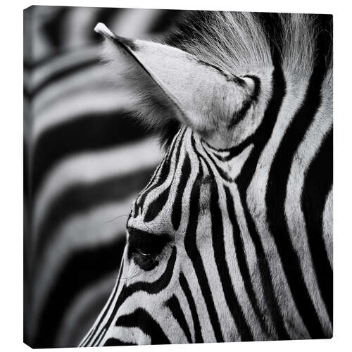 Leinwandbild Zebra 