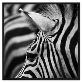 Gerahmter Kunstdruck Zebra 