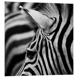 Foam board print Zebra