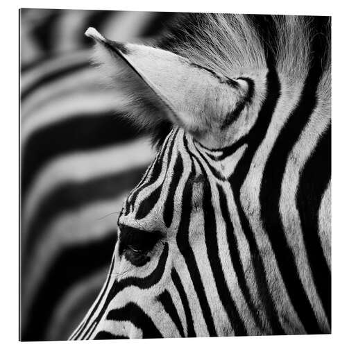 Galleriprint Zebra