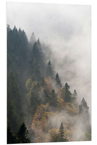 Foam board print Cloud forest