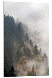 Gallery print Cloud forest