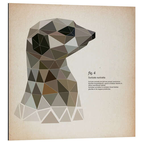 Aluminiumsbilde fig4 Polygon meerkat  square