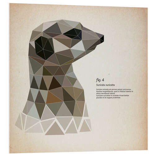 Bilde på skumplate fig4 Polygon meerkat  square