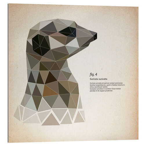 Gallery print fig4 Polygon meerkat  square