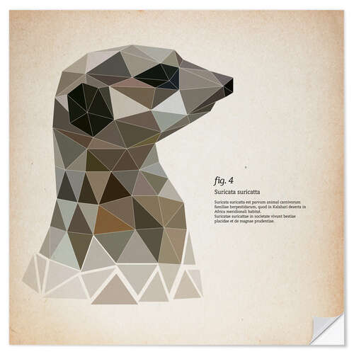 Wall sticker fig4 Polygon meerkat  square