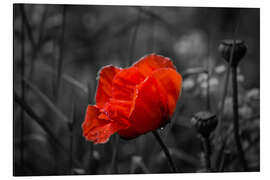 Aluminium print Red poppy on black and white background