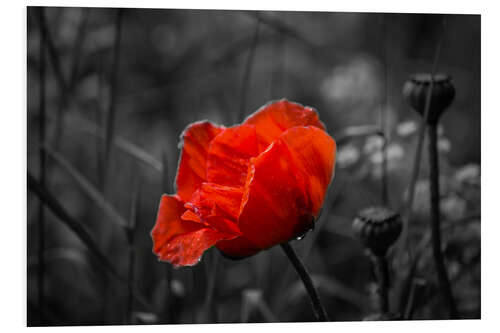 Foam board print Red poppy on black and white background