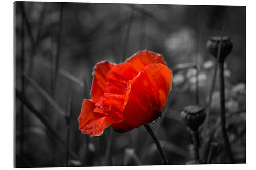 Galleritryk Red poppy on black and white background