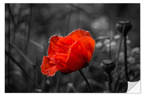 Selvklebende plakat Red poppy on black and white background