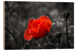 Holzbild Roter Mohn auf schwarzweißem Hintergrund