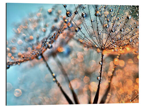 Aluminium print Dandelion reflections