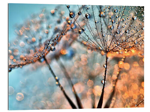 Gallery print Dandelion reflections