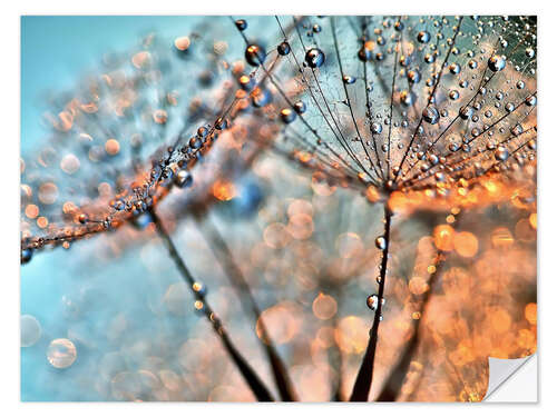 Selvklebende plakat Dandelion reflections