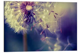 Aluminiumsbilde Dandelion with flying umbrella