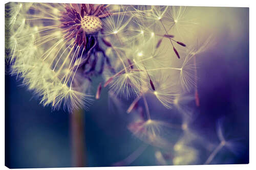 Canvas print Dandelion with flying umbrella