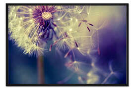 Gerahmter Kunstdruck Pusteblume mit fliegenden Schirmchen