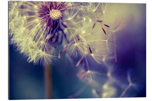 Gallery print Dandelion with flying umbrella