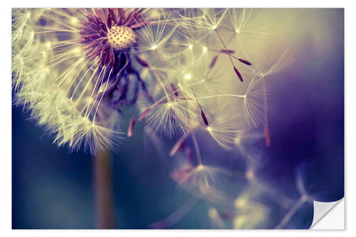 Vinilo para la pared Dandelion with flying umbrella