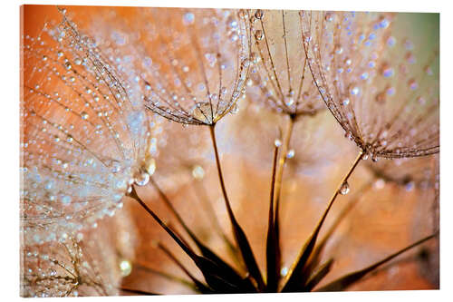 Acrylic print Dandelion orange light