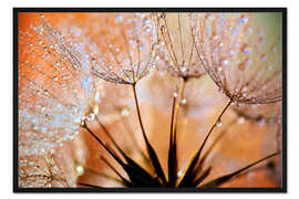 Gerahmter Kunstdruck Pusteblume orange Light