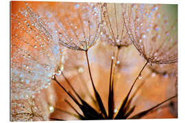 Galleritryk Dandelion orange light