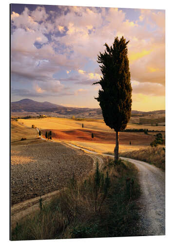 Aluminiumsbilde Evening in the Val d'Orcia, Tuscany