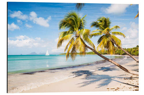 Aluminium print Les Salines beach, Martinique