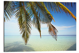 Aluminiumtavla Palm tree and ocean, Maldives