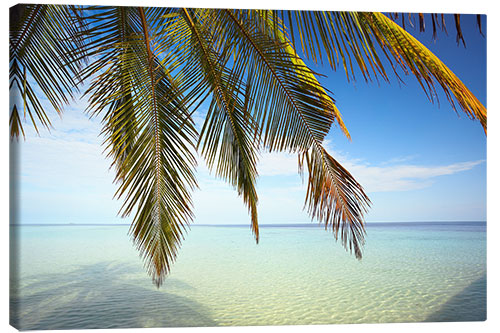 Canvas-taulu Palm tree and ocean, Maldives