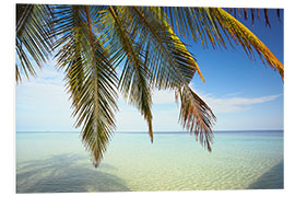 Foam board print Palm tree and ocean, Maldives