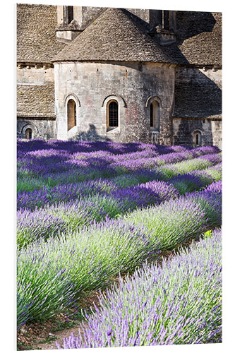 Foam board print Senanque abbey and lavender, Provence