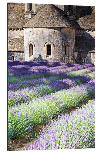 Gallery print Senanque abbey and lavender, Provence