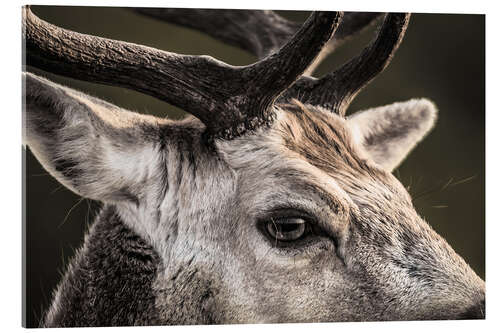 Quadro em acrílico Fallow Deer Portrait