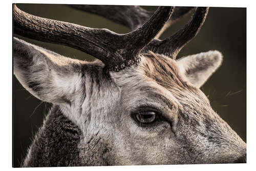 Aluminium print Fallow Deer Portrait