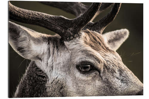 Galleriprint Fallow Deer Portrait